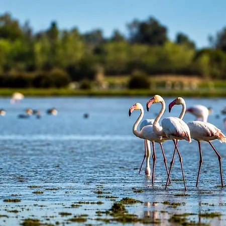 Kampaoh Doñana-3